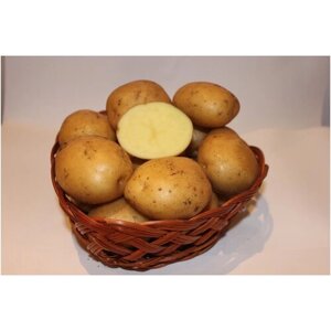 Картофель семенной сорт Метеор (суперэлита) (4 кг)