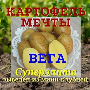 Картофель семенной вега клубни суперэлита 1 кг