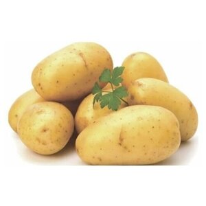 Картофель сорт "Гала" в сетке 2 кг, многоклубневый, с улучшенными вкусовыми качествами, сорт отличается высокой урожайностью и приживаемостью