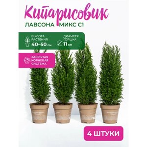 Кипарисовик Лавсона Колумнарис С1, высота 20-40 см, диаметр горшка 11 см, Комплект из 4х растений