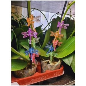 Клипса для орхидей стрекозы, зажимы для цветоносов, держатель, поддержка, крепление и опора для цветоноса орхидеи, упаковка 10шт