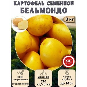 Клубни картофеля на посадку "Бельмондо"суперэлита) 3 кг Среднеранний
