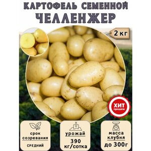 Клубни картофеля на посадку Челленжер (суперэлита) 2 кг Средний