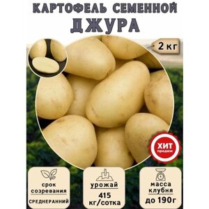 Клубни картофеля на посадку Джура (суперэлита) 2 кг Среднеранний