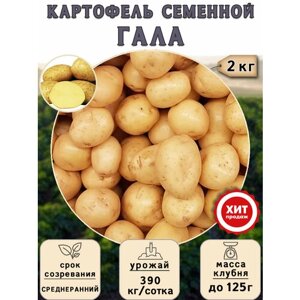 Клубни картофеля на посадку Гала (суперэлита) 2 кг Среднеранний