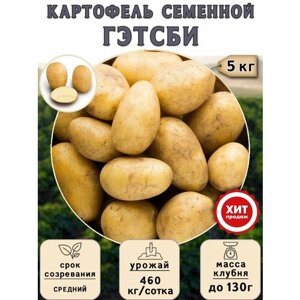 Клубни картофеля на посадку Гэтсби (суперэлита) 5 кг Средний