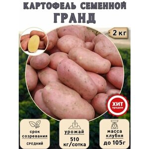 Клубни картофеля на посадку Гранд (суперэлита) 2 кг Средний