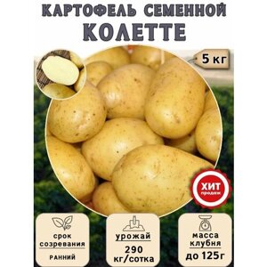 Клубни картофеля на посадку "Колетте"суперэлита) 5 кг Ранний