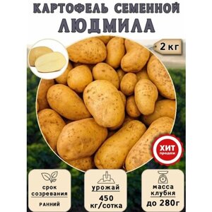 Клубни картофеля на посадку Людмила (суперэлита) 2 кг Ранний