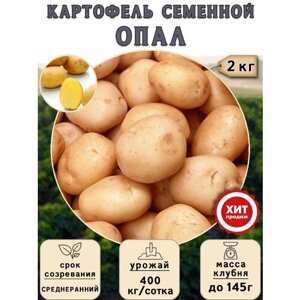 Клубни картофеля на посадку Опал (суперэлита) 2 кг Среднеранний