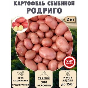 Клубни картофеля на посадку Родриго (суперэлита) 2 кг Среднеранний