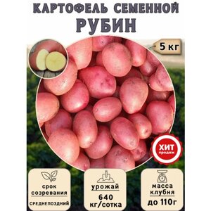 Клубни картофеля на посадку Рубин (суперэлита) 5 кг Среднепоздний