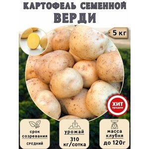 Клубни картофеля на посадку Верди (суперэлита) 5 кг Средний