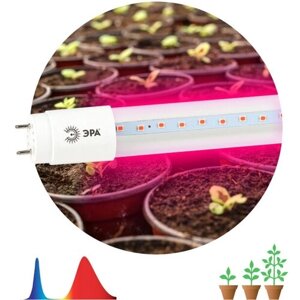 Лампа светодиодная для растений фито ЭРА 9Вт Т8 G13 600мм красно-синий спектр