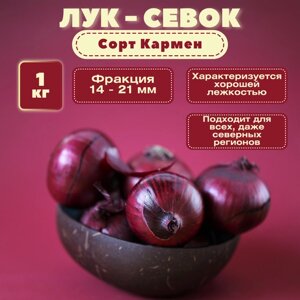 Лук севок Кармен фракция 14-21 мм, салатный, в сетке 1 кг. Луковицы округло-плоские, сладкие, сочные и ароматные.