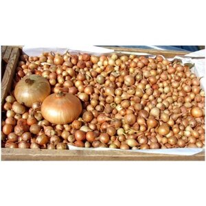 Лук-севок "Штутгартер Ризен, 0.5 кг, высокоурожайный сорт с плодами плоскоокруглой формы. Обладает сочной мякотью и острым вкусом. Хорошая урожайность