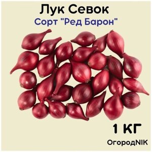 Лук Севок сорт "Ред Барон" 1кг