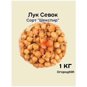 Лук Севок сорт "Шекспир" 1 кг