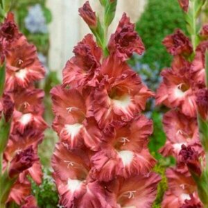 Луковица Гладиолус крупноцветковый Босса-нова