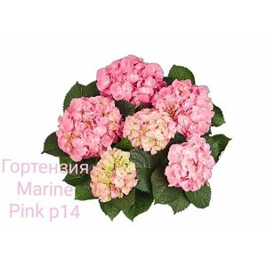 "Marina Pink"крупнолистная гортензия ( горшок р14, 8/10 ветки )