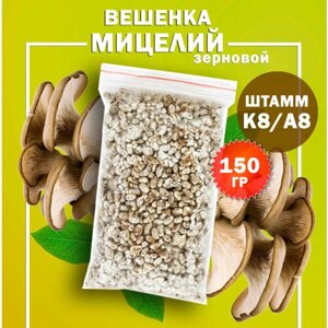 Мицелий вешенки зерновой, семена грибов (штамм К8/А8) - 250мл