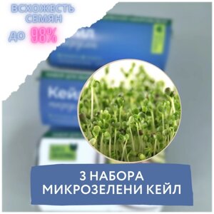 Микрозелень 3 Набора для выращивания микрозелени кейл (3 контейнера с семенами микрозелени и минераловатным субстратом для проращивания)