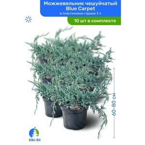 Можжевельник чешуйчатый Blue Carpet (Блю Карпет) 60-80 см в пластиковом горшке С3, саженец, хвойное живое растение, комплект из 10 шт