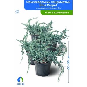 Можжевельник чешуйчатый Blue Carpet (Блю Карпет) 60-80 см в пластиковом горшке С3, саженец, хвойное живое растение, комплект из 4 шт