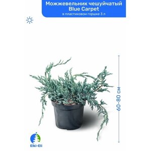 Можжевельник чешуйчатый Blue Carpet (Блю Карпет) 60-80 см в пластиковом горшке С3, саженец, хвойное живое растение