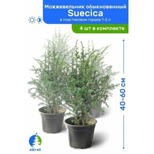 Можжевельник обыкновенный Suecica (Суецика) 40-60 см в пластиковом горшке 1-2 л, саженец, хвойное живое растение, комплект из 4 шт
