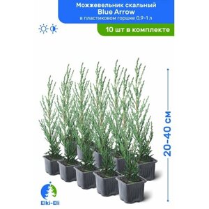 Можжевельник скальный Blue Arrow (Блю Эрроу) 20-40 см в пластиковом горшке 1-2 л, саженец, хвойное живое растение, комплект из 10 шт