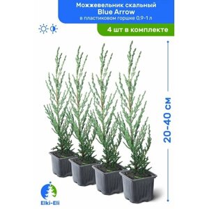 Можжевельник скальный Blue Arrow (Блю Эрроу) 20-40 см в пластиковом горшке 1-2 л, саженец, хвойное живое растение, комплект из 4 шт