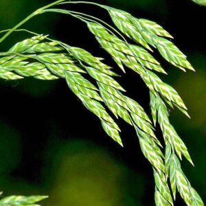 Мятлик луговой Балин, газонная кормовая трава, 150 гр семян