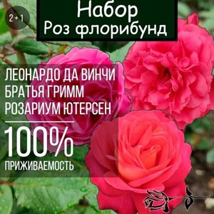 Набор саженцев роз 3 шт. Леонардо да Винчи, Братья Гримм, Розариум Ютерсен / Розы флорибунды