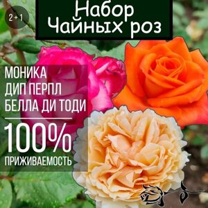 Набор саженцев роз 3 шт. Моника, Дип Перпл, Белла ди Тоди / Чайно гибридные розы