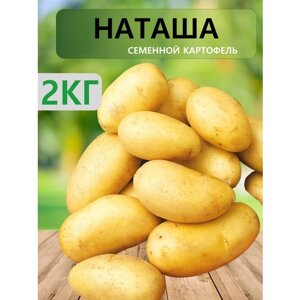 "Наташа"Семенной картофель "Суперэлита", 2 кг
