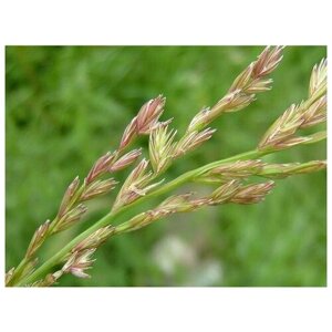 Овсяница луговая Любава, газонная трава, 250 гр семян