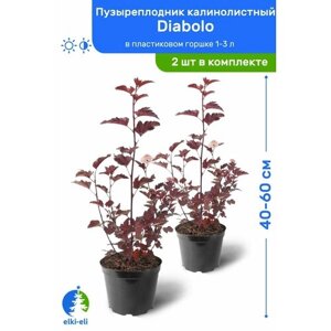 Пузыреплодник калинолистный Diabolo (Дьяболо) 40-60 см в пластиковом горшке 1-3 л, саженец, лиственное живое растение, комплект из 2 шт