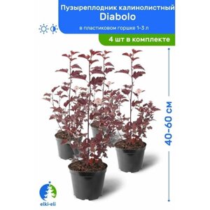 Пузыреплодник калинолистный Diabolo (Дьяболо) 40-60 см в пластиковом горшке 1-3 л, саженец, лиственное живое растение, комплект из 4 шт