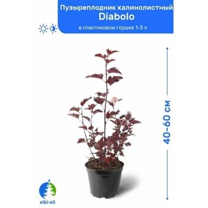 Пузыреплодник калинолистный Diabolo (Дьяболо) 40-60 см в пластиковом горшке 1-3 л, саженец, лиственное живое растение