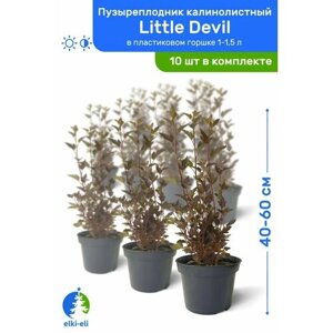 Пузыреплодник калинолистный Little Devil (Литтл Девил) 40-60 см в пластиковом горшке 1-1,5 л, саженец, лиственное живое растение, комплект из 10 шт