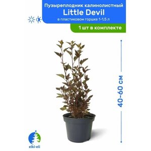 Пузыреплодник калинолистный Little Devil (Литтл Девил) 40-60 см в пластиковом горшке 1-1,5 л, саженец, лиственное живое растение