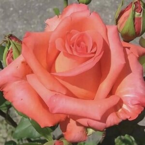 Роза чайно-гибридная Импульс 2 года / коробка