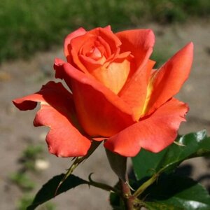 Роза комнатная Моника (чайно-гибридная)