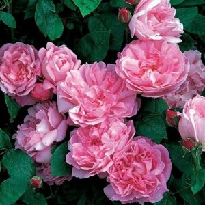 Роза парковая 'Mary Rose'