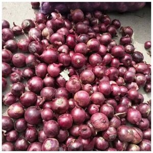 Салатный лук-севок "Кармен"0,5 кг) урожай репки весом около 100 г через 90 дней после его высадки в почву. Высокая урожайность и быстрое созревание