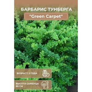 Саженцы Барбариса Тунберга Грин Карпет "Green Carpet"