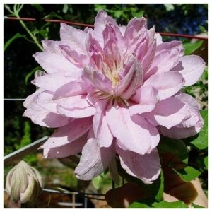 Саженец Клематис крупноцветковый Виолет Элизабет