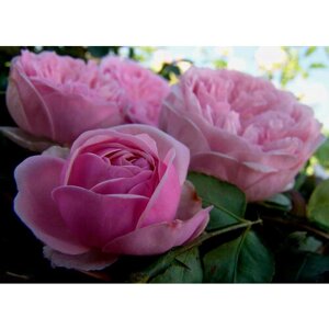 Саженец роза английская Биби Мейзон