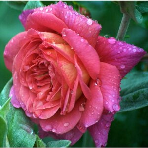 Саженец роза английская Кристофер Марлов